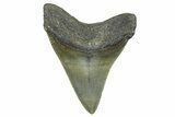 Serrated, Fossil Megalodon Tooth - North Carolina #368446-1